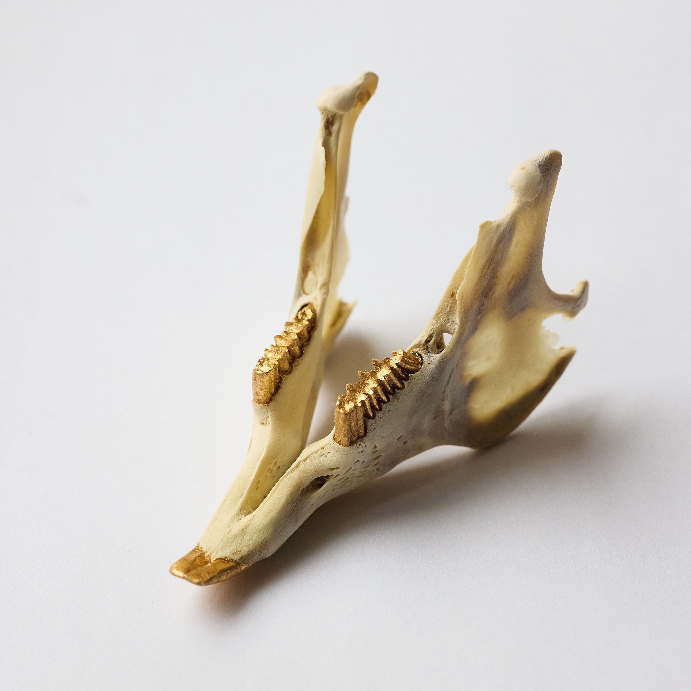 Bling Bling Vanitas, Vivi D'Angelo 2025